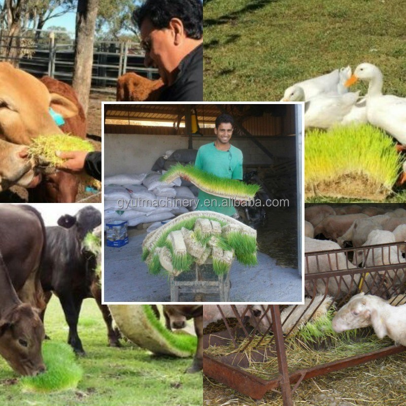 Hydroponic Hulless Barley Sprout Machines 3-4 Days Production Cycle 1.5 Tons Capacity