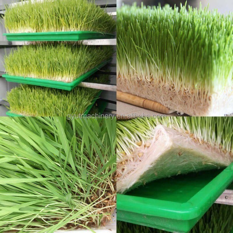 Hydroponic Hulless Barley Sprout Machines 3-4 Days Production Cycle 1.5 Tons Capacity
