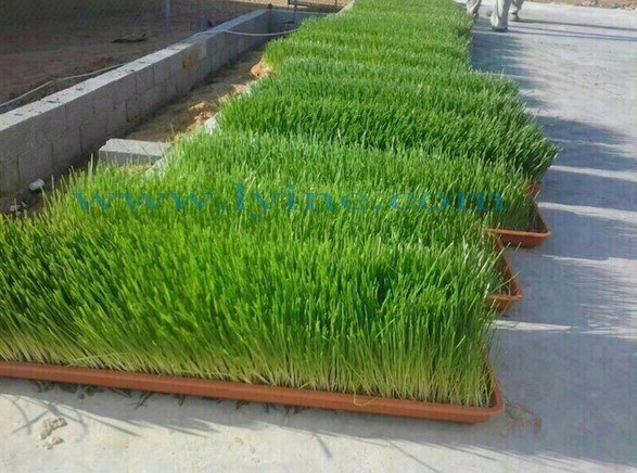 Gear Drive Tea Harvester for Customized Aquaponics Microgreens Harvesting in Market